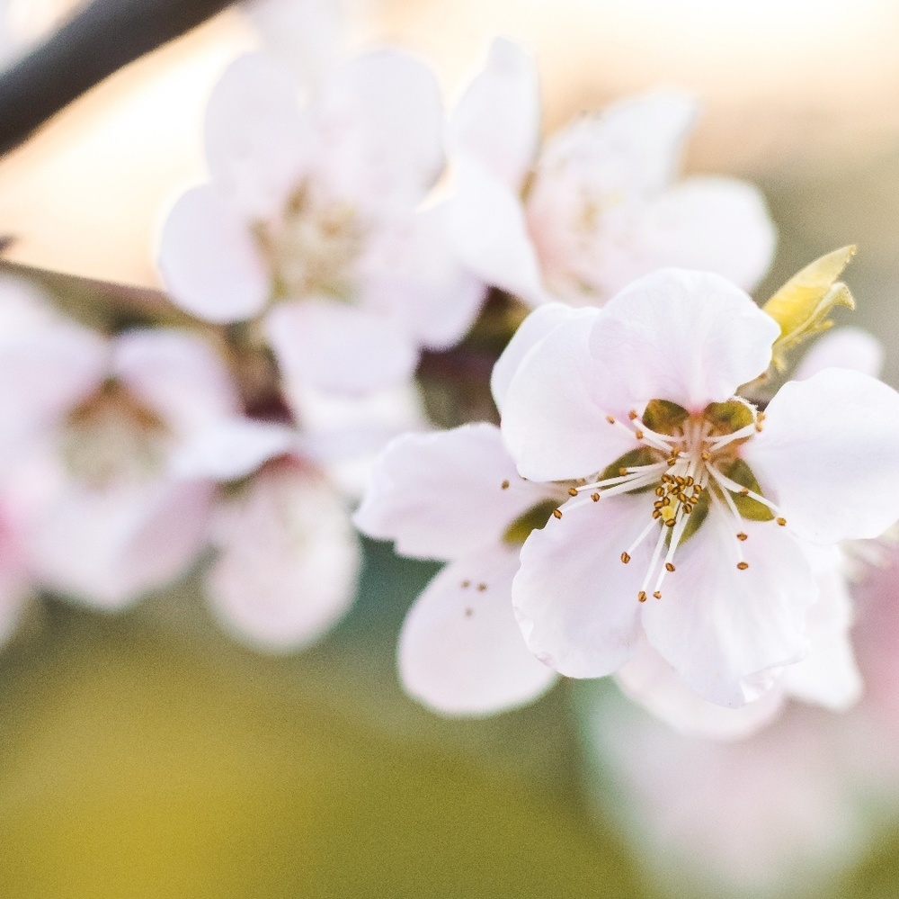 Spring is here in the South!